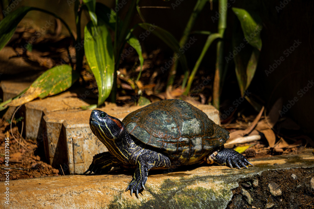 Obraz premium red eared slider