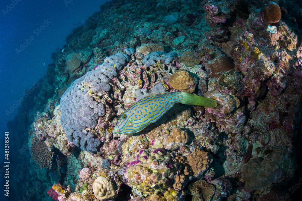 Obraz premium ソウシハギ 海