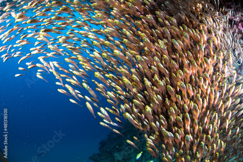 キンメモドキ　群れ　魚　海