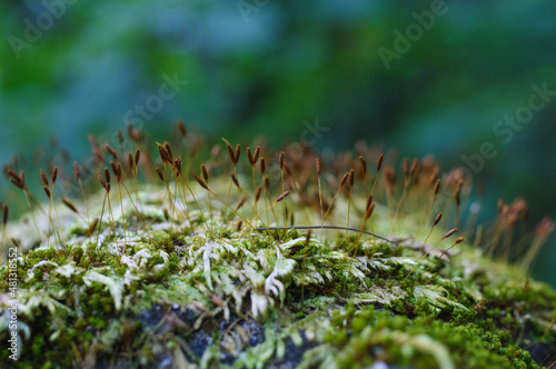 Moss macro in forest Doi Luang Chiang Dao, Chiang Mai. photo