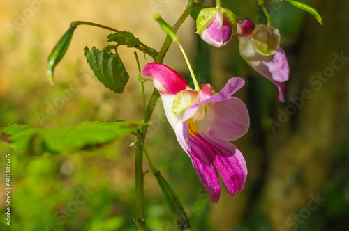 Beauty impatiens psittacina, parrot flower at Doi Luang Chiang Dao mountain, Chiang Mai, Thailand