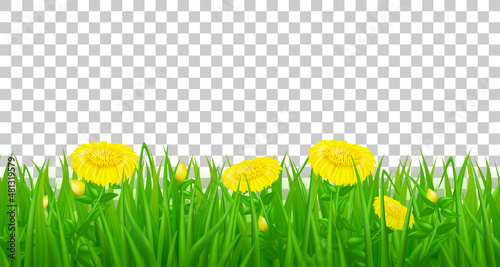 Green grass with yellow flowers, summer or spring meadow. Vector border of floral lawn or field with plants, weed and dandelion blossoms. Grassland horizontal banner isolated on transparent background