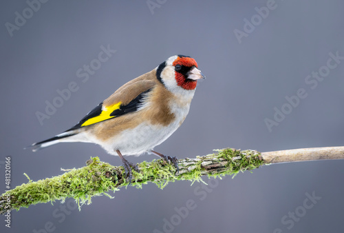 European goldfinch ( Carduelis carduelis ) photo