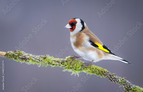 Fotografie, Obraz European goldfinch ( Carduelis carduelis )