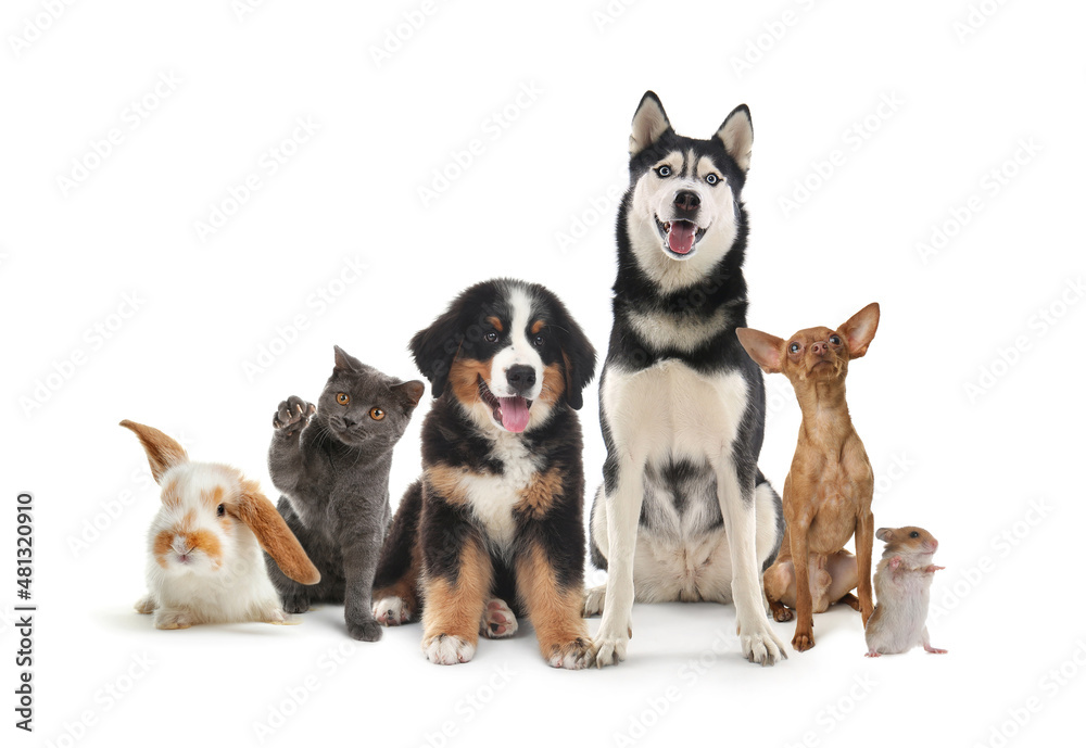 Group of cute pets on white background