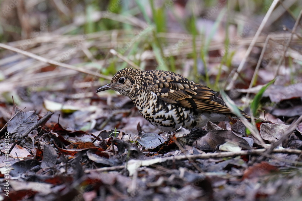 scaly thrush on the ground scaly thrush on the ground