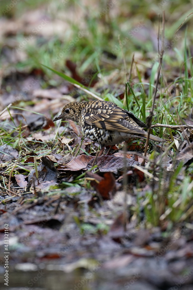 scaly thrush on the ground scaly thrush on the ground