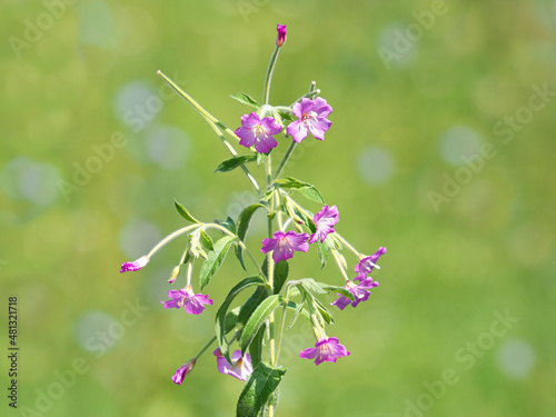 Pink flower of hoary or smallflower hairy willowher plant, Epilobium parviflorum photo