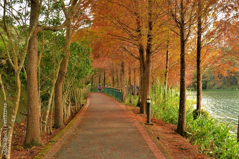 Colorful winter deciduous cypress tree,in the Taiwan. Colorful winter deciduous cypress tree,in the Taiwan.