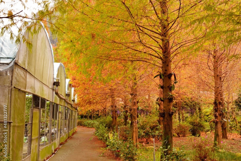 Colorful winter deciduous cypress tree,in the Taiwan.