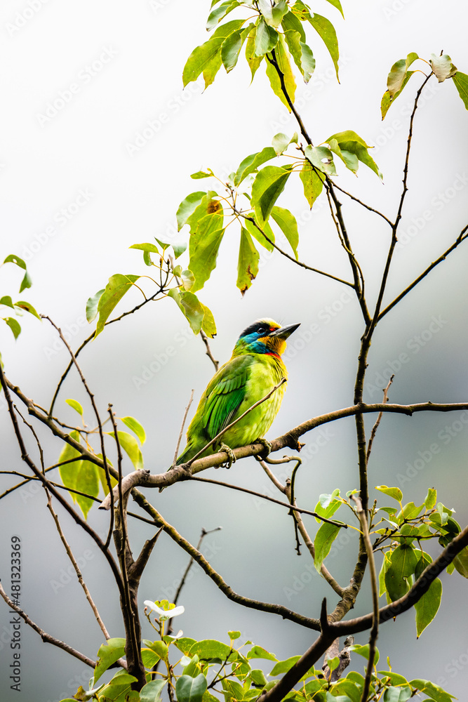 Obraz premium bird on a branch