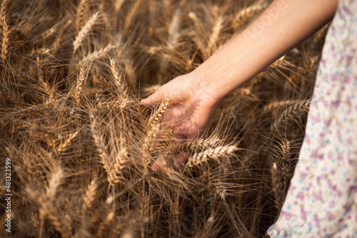 Close-up shot of a girl` hand touching ripe wheat spikes. Having walk in the field of wheat