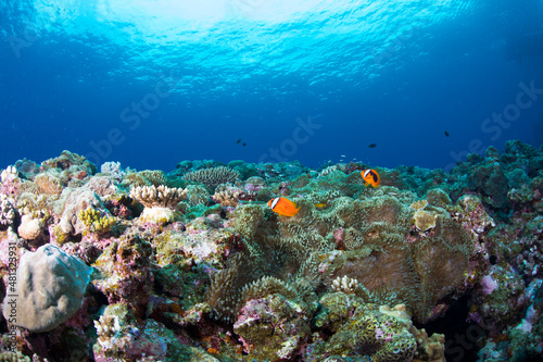 Fototapeta Naklejka Na Ścianę i Meble -  珊瑚　サンゴ礁　クマノミ 