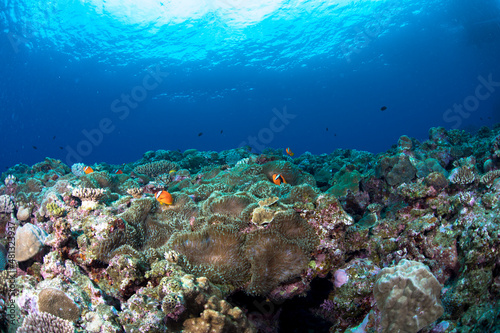 クマノミ 珊瑚