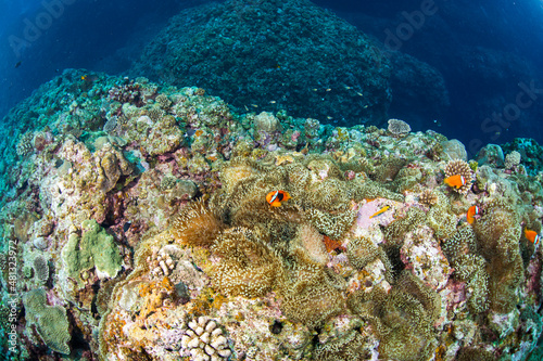 クマノミ 珊瑚 イソギンチャク