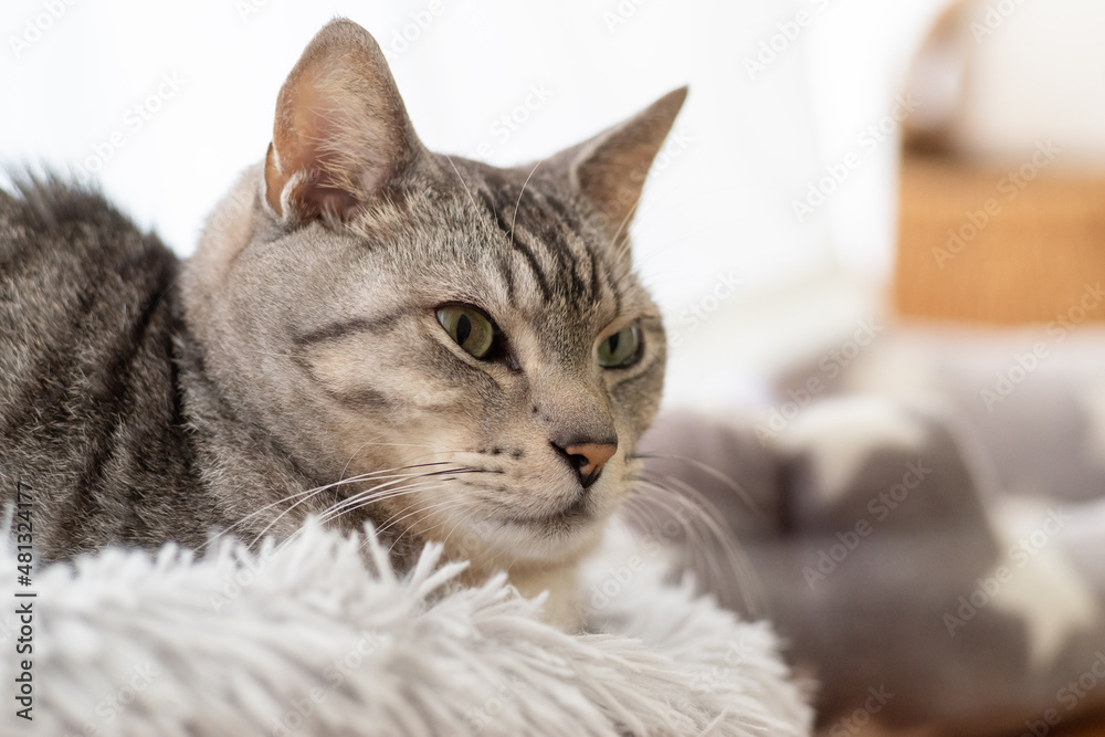 見つめる猫 サバトラ猫 見つめる猫 サバトラ猫