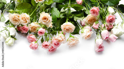 Different beautiful roses on white background