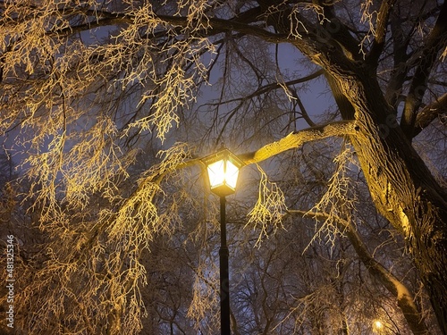 tree in the park
