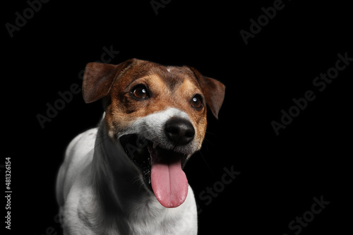 Funny Jack Russel terrier on black background © Pixel-Shot