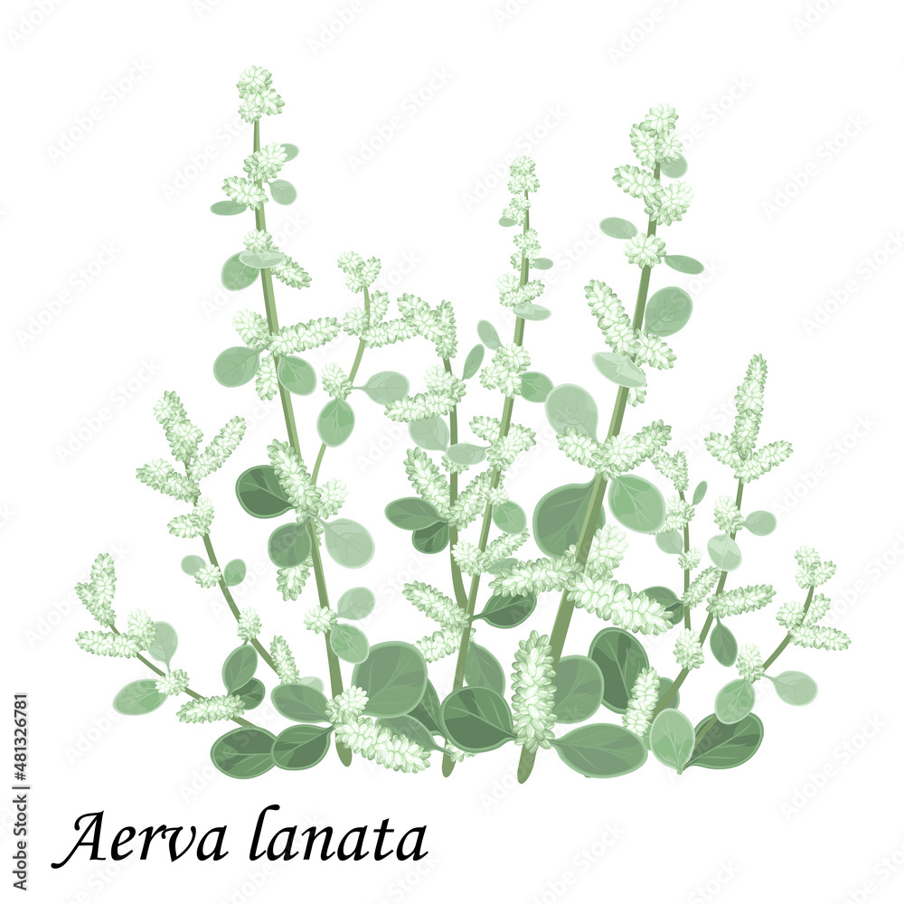Aervae lanatae herba (Aerva lanata), plant with green leaves, flowers and buds, realistic vector illustration