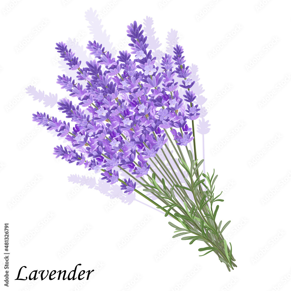 Fototapeta premium Bunch of violet lavender flowers on a white background, vector illustration.