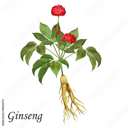Ginseng (panax ginseng) with root, berries and leaves, vector illustration of medicinal plant.