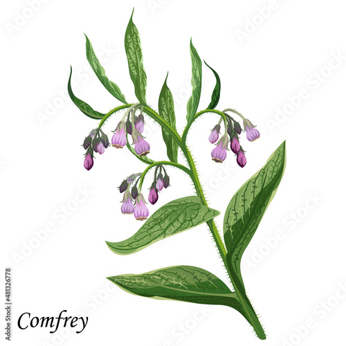 Comfrey (Comphrey, Symphytum officinale), plant with green leaves, bright purple and pink flowers, vector illustration.