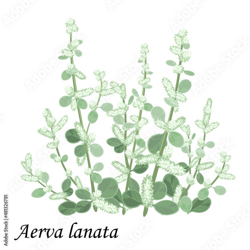 Aervae lanatae herba (Aerva lanata), plant with green leaves, flowers and buds, realistic vector illustration photo