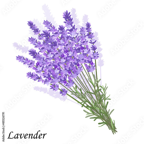 Bunch of violet lavender flowers on a white background, vector illustration.