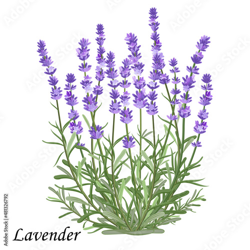 Lavender flowers. Blooming lavender bush with purple flowers  realistic vector illustration.