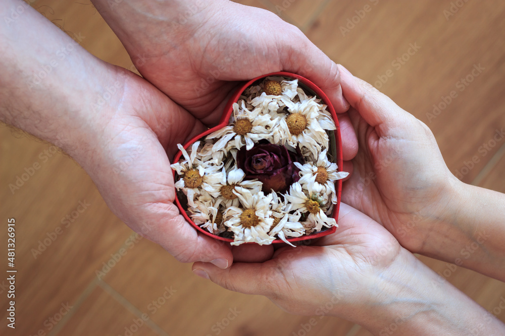 Man gives a gift to woman for valentine's day. Couple hands are holding red heart shape box. Daisies and rose in the box. Top view, wooden background.
