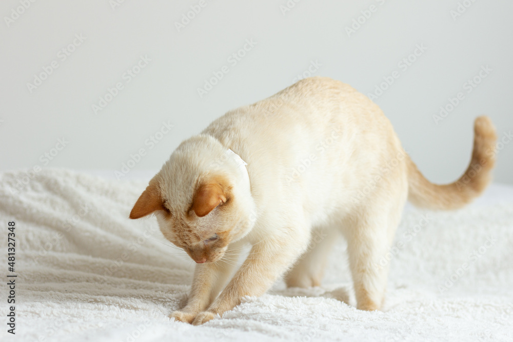 Fototapeta premium Thai (Siamese) domestic cat red point plays and catches something on a white bedspread on the bed. Place for text.