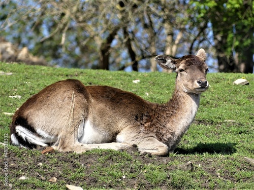 deer in the forest