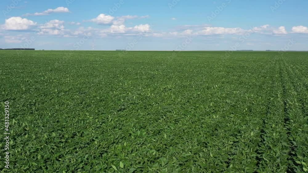 AERIAL DRONE IMAGE - SOYBEAN FARM WITH BLUE SKY ON THE HORIZON - SUPER SLOW MOTION PANORAMIC MOVEMENT AERIAL DRONE IMAGE - SOYBEAN FARM WITH BLUE SKY ON THE HORIZON - SUPER SLOW MOTION PANORAMIC MOVEMENT