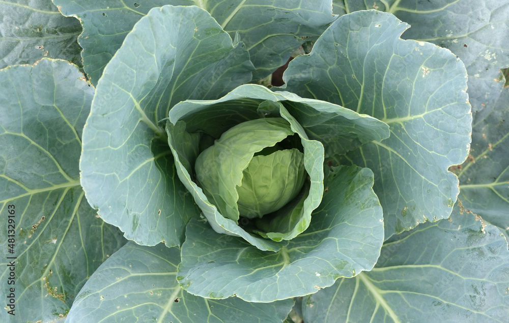 Obraz premium head of cabbage on the field