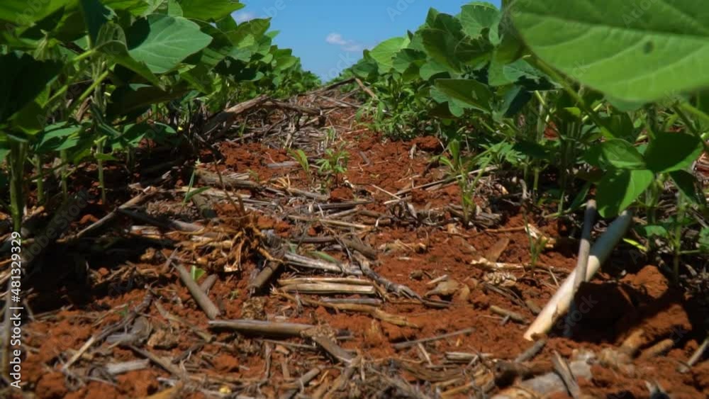 GREEN SOYBEAN LINES WITH BLUE SKY FOREGROUND - SLOW MOTION - ZOOM IN GREEN SOYBEAN LINES WITH BLUE SKY FOREGROUND - SLOW MOTION - ZOOM IN