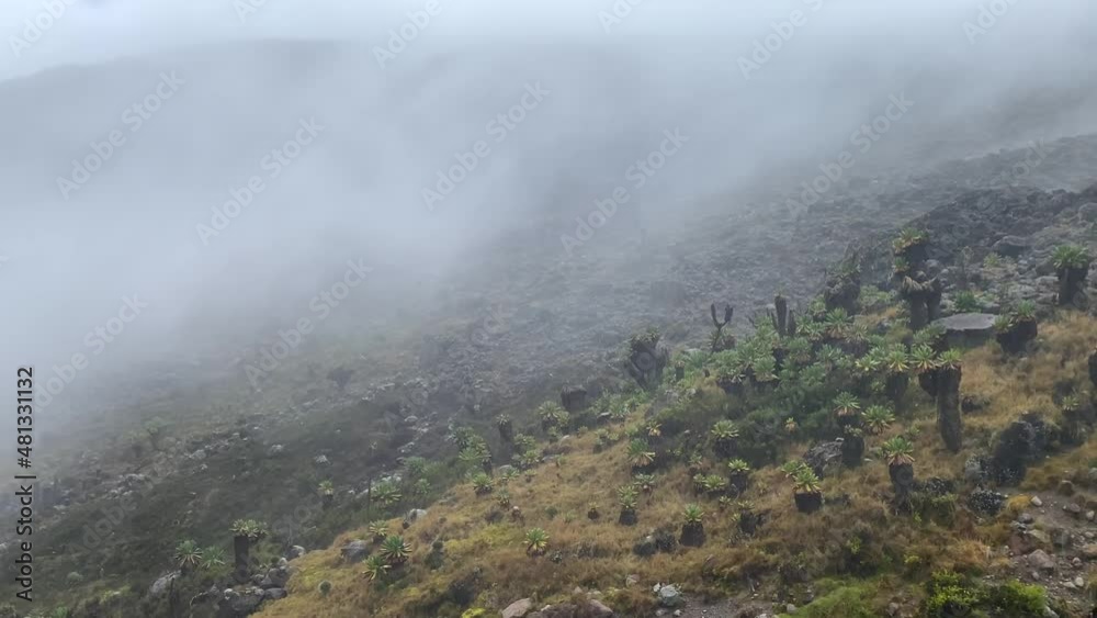 View of a small field of Dendrocross in the high steppes of Kilimanjaro. African unique plant. Foggy and rainy mountain landscape. Climbing Kilimanjaro in December, Tanzania. View of a small field of Dendrocross in the high steppes of Kilimanjaro. African unique plant. Foggy and rainy mountain landscape. Climbing Kilimanjaro in December, Tanzania.