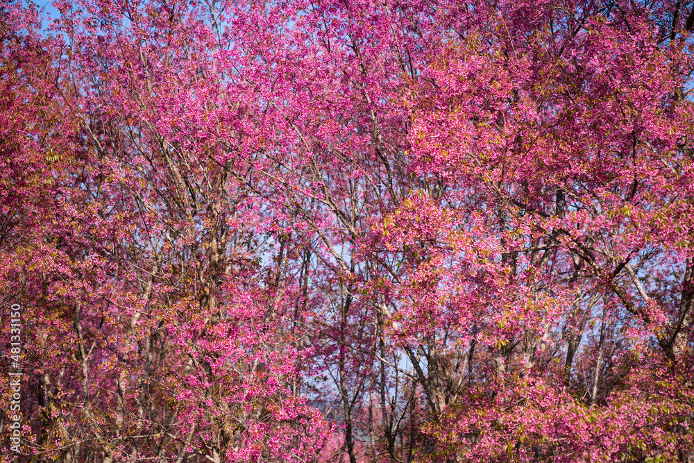 beautiful blossom flower tree in pink color, spring winter season with colorful pink and red flower blooming park beautiful blossom flower tree in pink color, spring winter season with colorful pink and red flower blooming park