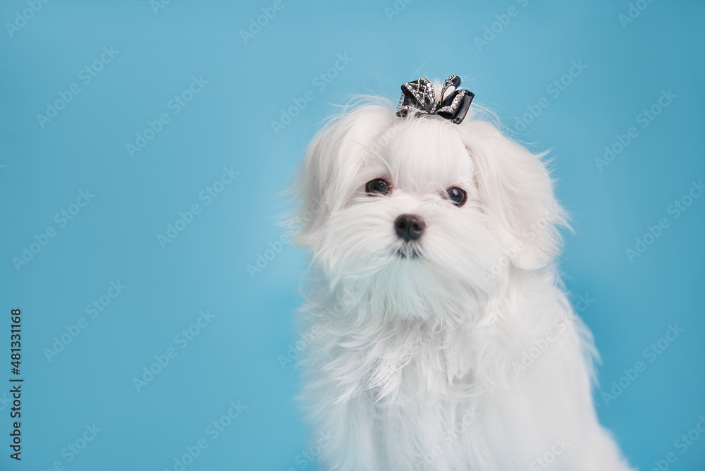 Portrait of a Maltese puppy on a blue background, close-up Portrait of a Maltese puppy on a blue background, close-up