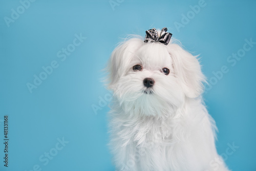 Portrait of a Maltese puppy on a blue background, close-up
