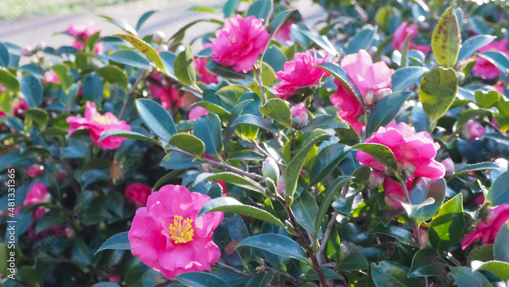 Beautiful flowers camellia in the park