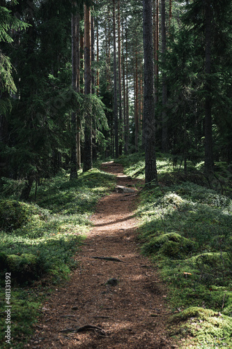 Fototapeta Naklejka Na Ścianę i Meble -  a finnish forest