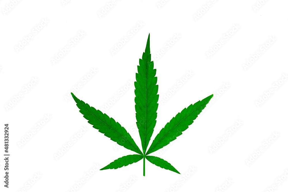 cannabis leaf isolated on white background.
