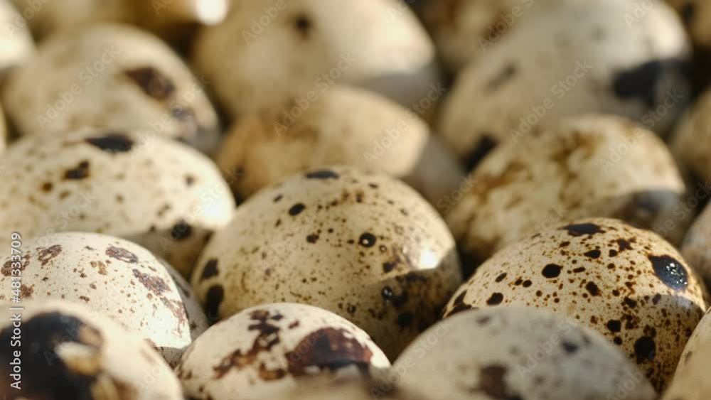 Close-up of quail eggs a rotating . Bright colorful quail eggs. Macro. Selective focus Close-up of quail eggs a rotating . Bright colorful quail eggs. Macro. Selective focus