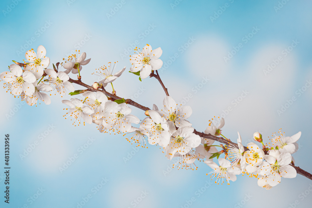 Blooming plum tree flowers on blue sky background Blooming plum tree flowers on blue sky background