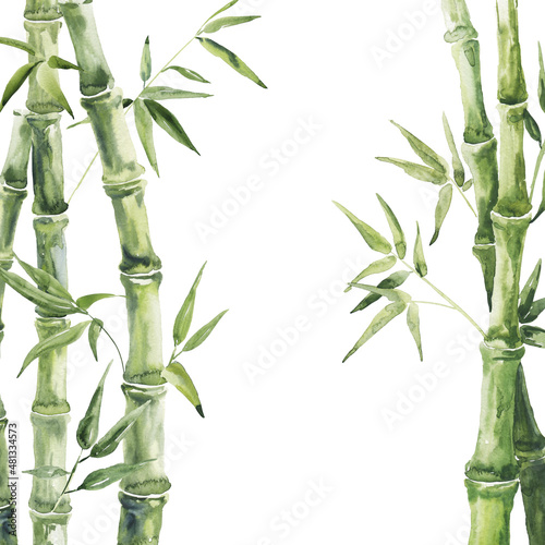 Green bamboo composition on white background. Watercolor illustration.