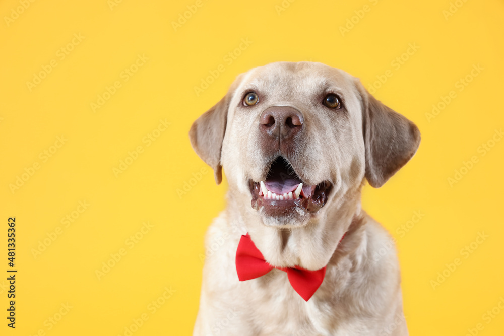 Cute Labrador dog with bow tie on yellow background, closeup. Valentine's Day celebration