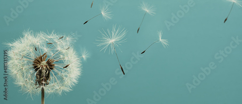 White dandelion with seeds flying away. Closeup