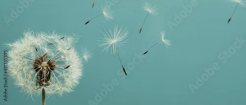 Panel kuchenny z motywem White dandelion with seeds flying away. Closeup
