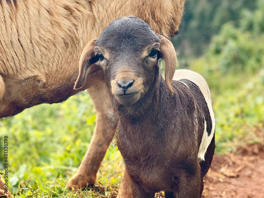 Obraz premium afrique